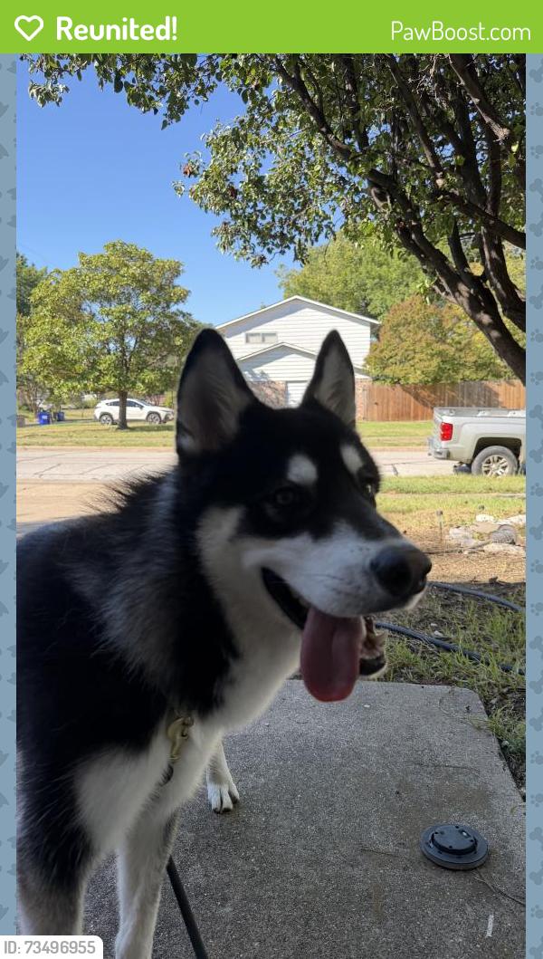 Reunited Male Dog last seen By Hollandale ln and heart side pl, Farmers Branch, TX 75234