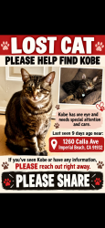 Lost Male Cat last seen 13st, Imperial Beach, CA 91932