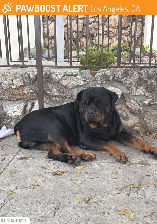 Found/Stray Male Dog last seen Hammel st / Hazard, Los Angeles, CA 90063