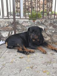 Found/Stray Male Dog last seen Hammel st / Hazard, Los Angeles, CA 90063