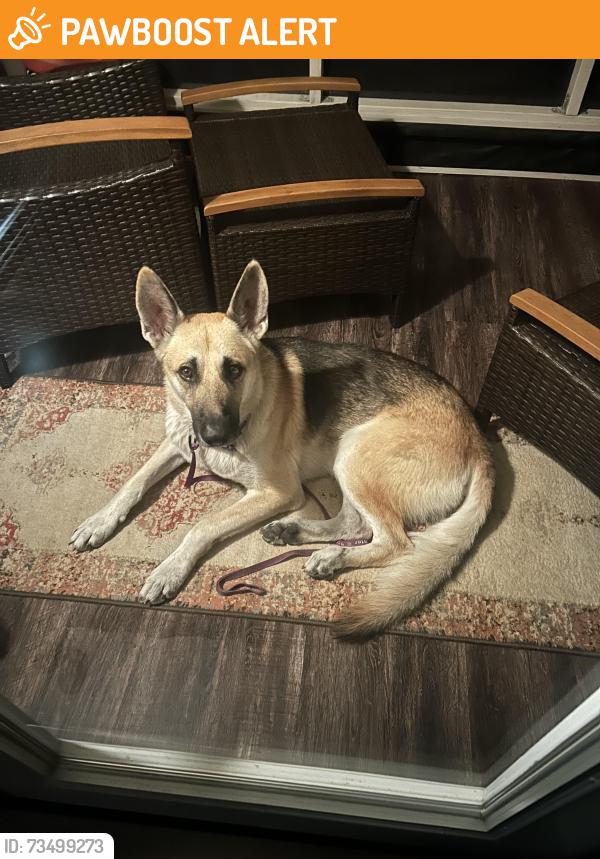 Found/Stray Male Dog last seen Northpark Dr & Russel Palmer, Kingwood, TX 77339, Montgomery County, TX 77339