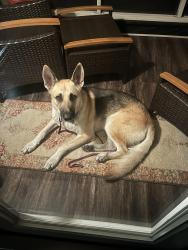 Found/Stray Male Dog last seen Northpark Dr & Russel Palmer, Kingwood, TX 77339, Montgomery County, TX 77339