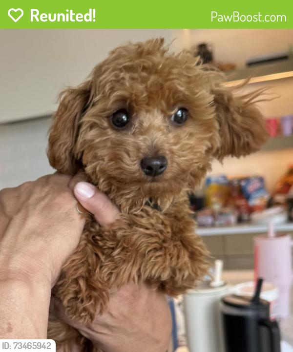 Reunited Female Dog last seen 90th South 700 East, Salt Lake County, UT 84106