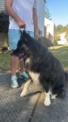 Reunited Male Dog last seen Imber Mills apmts, Olympia, WA 98503