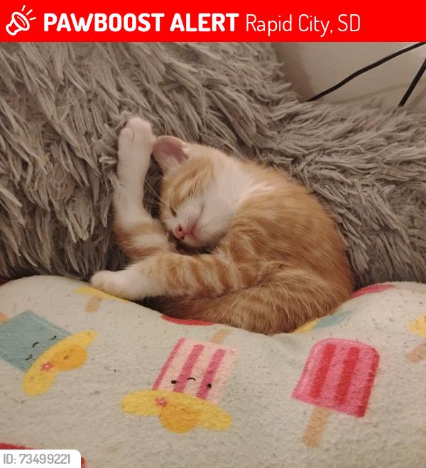 Lost Male Cat last seen Elm and E Fairlane Dr, Rapid City, SD 57701