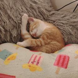 Lost Male Cat last seen Elm and E Fairlane Dr, Rapid City, SD 57701