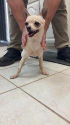 Found/Stray Male Dog last seen Keith harrow, Houston, TX 77084