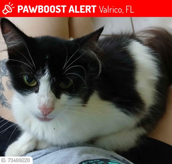 Lost Female Cat last seen Narrow way, South Saint cloud ave, Valrico, FL 33594