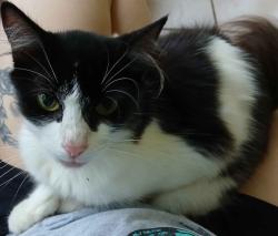 Lost Female Cat last seen Narrow way, South Saint cloud ave, Valrico, FL 33594