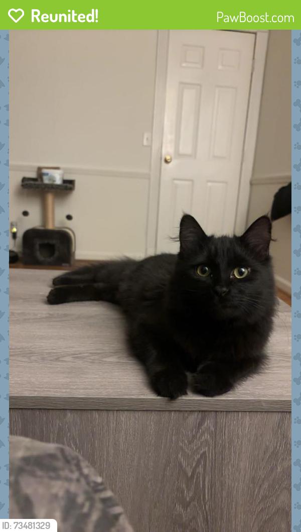 Reunited Female Cat last seen The Retreat on Milledge, Athens, GA 30605