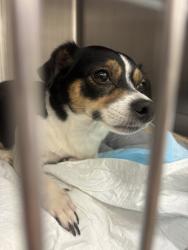 Shelter Stray Female Dog last seen Near 2nd Avenue, Manhattan, NY, 10065, 326 E 110th St, New York, NY 10029, USA