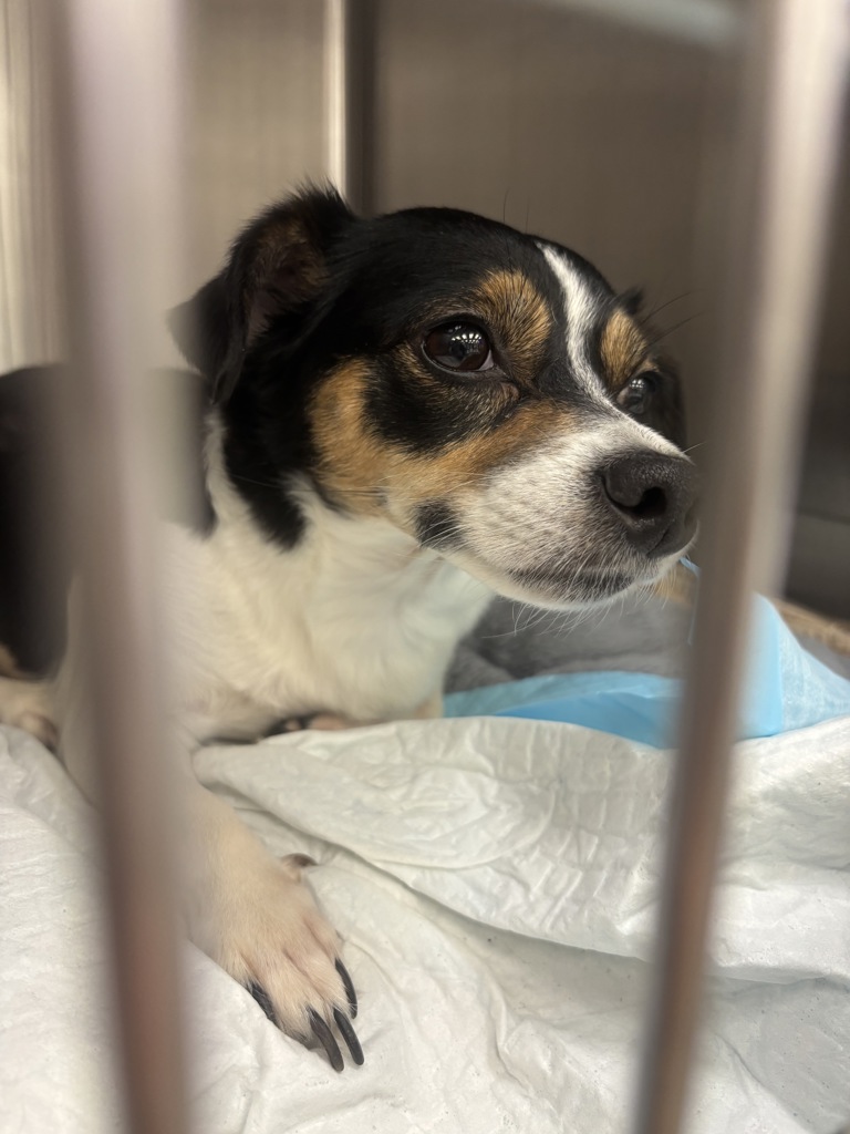 Shelter Stray Female Dog last seen Near 2nd Avenue, Manhattan, NY, 10065, 326 E 110th St, New York, NY 10029, USA