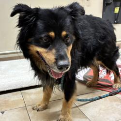 Shelter Stray Male Dog last seen Sandy Blvd and Fairview Parkway, FAIRVIEW, OR, 97024, 1700 W Historic Columbia River Hwy, Troutdale, OR 97060, USA