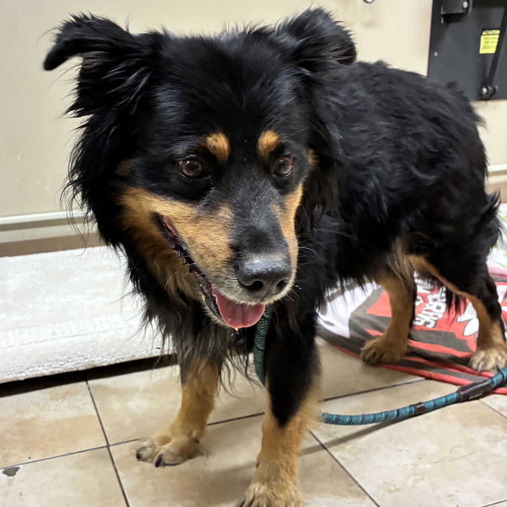 Shelter Stray Male Dog last seen Sandy Blvd and Fairview Parkway, FAIRVIEW, OR, 97024, 1700 W Historic Columbia River Hwy, Troutdale, OR 97060, USA