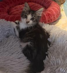 Shelter Stray Male Cat last seen N MARYLAND AVE, PORTLAND, OR, 97217, 1700 W Historic Columbia River Hwy, Troutdale, OR 97060, USA