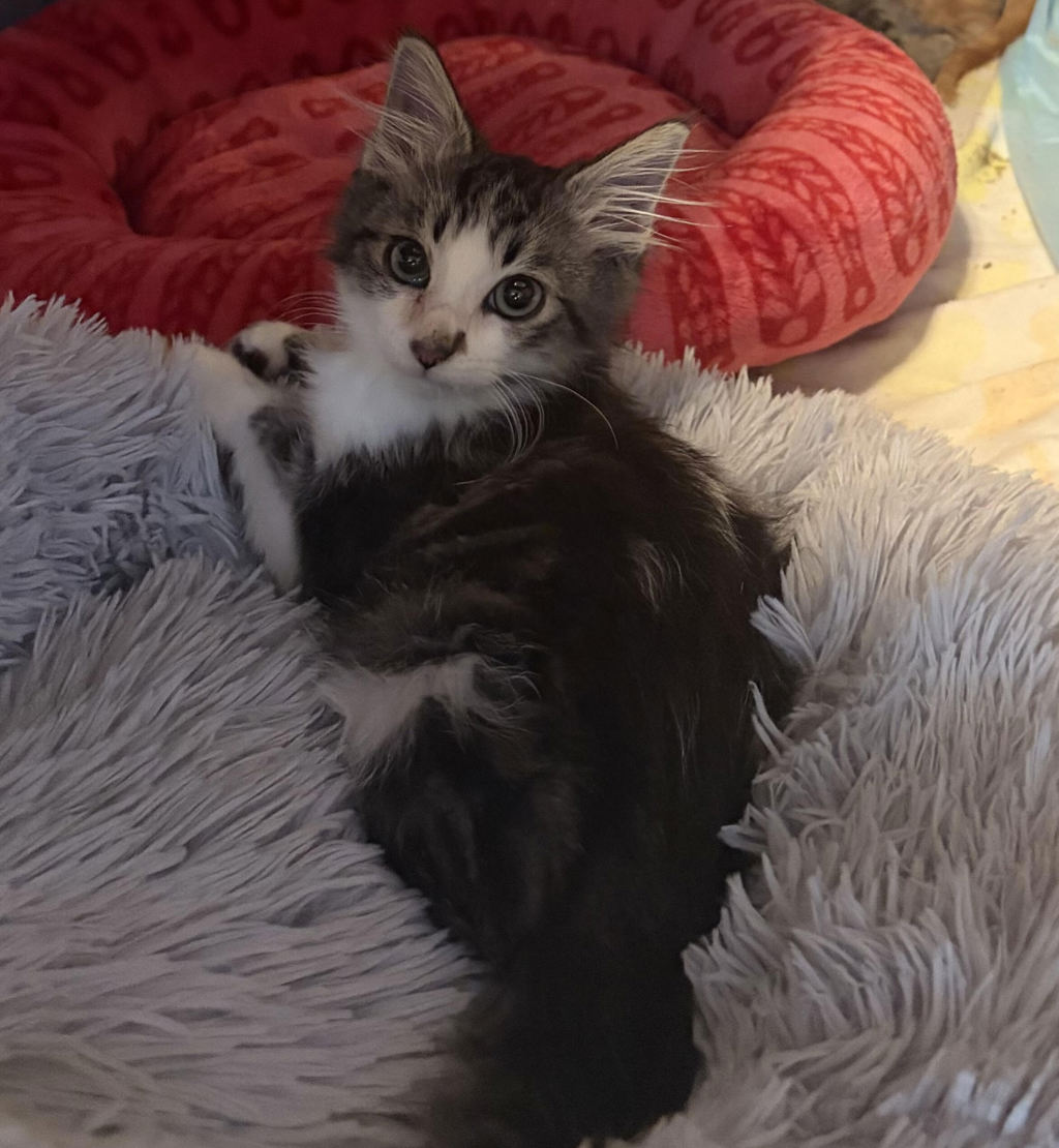 Shelter Stray Male Cat last seen N MARYLAND AVE, PORTLAND, OR, 97217, 1700 W Historic Columbia River Hwy, Troutdale, OR 97060, USA