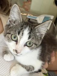 Shelter Stray Female Cat last seen N MARYLAND AVE, PORTLAND, OR, 97217, 1700 W Historic Columbia River Hwy, Troutdale, OR 97060, USA