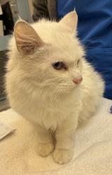 Shelter Stray Female Cat last seen SE 82nd/Flavel, OR, 1700 W Historic Columbia River Hwy, Troutdale, OR 97060, USA