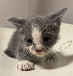 Shelter Stray Male Cat last seen Near East 15th Street, OAKLAND, CA, 94606, 8323 Baldwin St, Oakland, CA 94621, USA