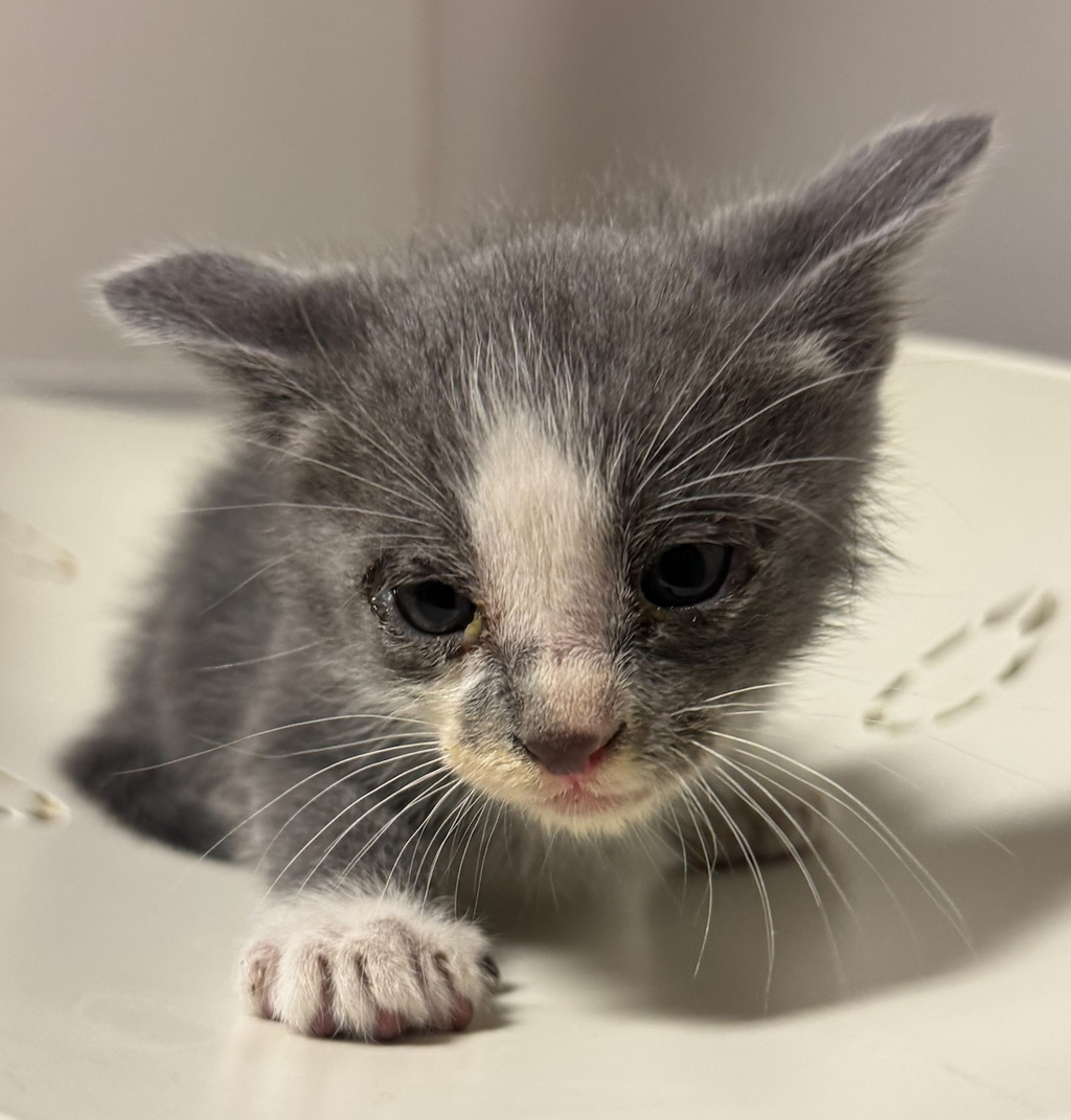 Shelter Stray Male Cat last seen Near East 15th Street, OAKLAND, CA, 94606, 8323 Baldwin St, Oakland, CA 94621, USA