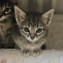 Shelter Stray Female Cat last seen Near Locust Street, LIVERMORE, CA, 94550, 8323 Baldwin St, Oakland, CA 94621, USA
