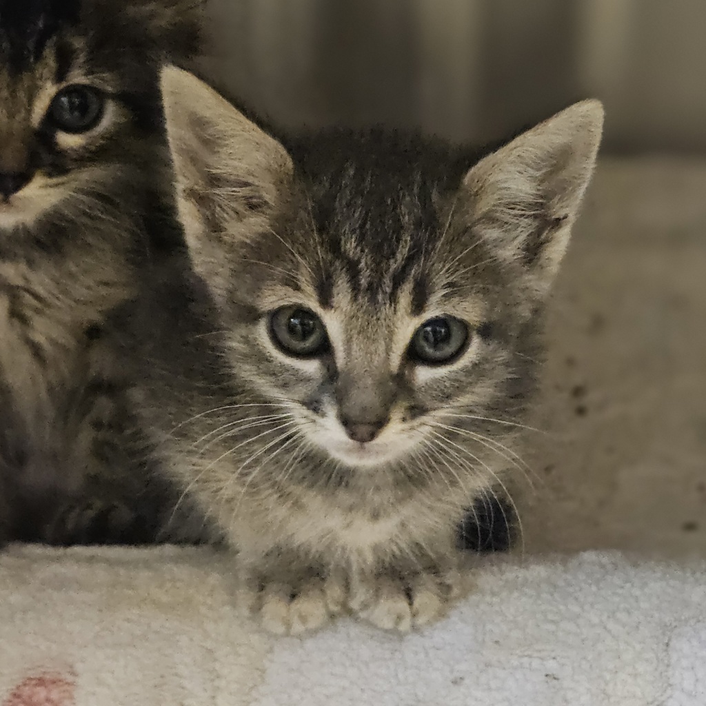 Shelter Stray Female Cat last seen Near Locust Street, LIVERMORE, CA, 94550, 8323 Baldwin St, Oakland, CA 94621, USA
