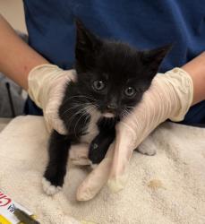 Shelter Stray Male Cat last seen Near Locust Street, LIVERMORE, CA, 94550, 8323 Baldwin St, Oakland, CA 94621, USA