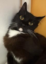 Shelter Stray Female Cat last seen Near 20th Street, San Diego, CA, 92101, 5500 Gaines St, San Diego, CA 92110, USA