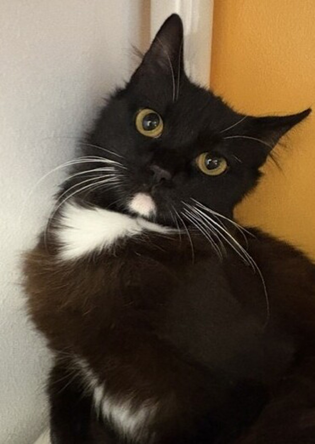 Shelter Stray Female Cat last seen Near 20th Street, San Diego, CA, 92101, 5500 Gaines St, San Diego, CA 92110, USA