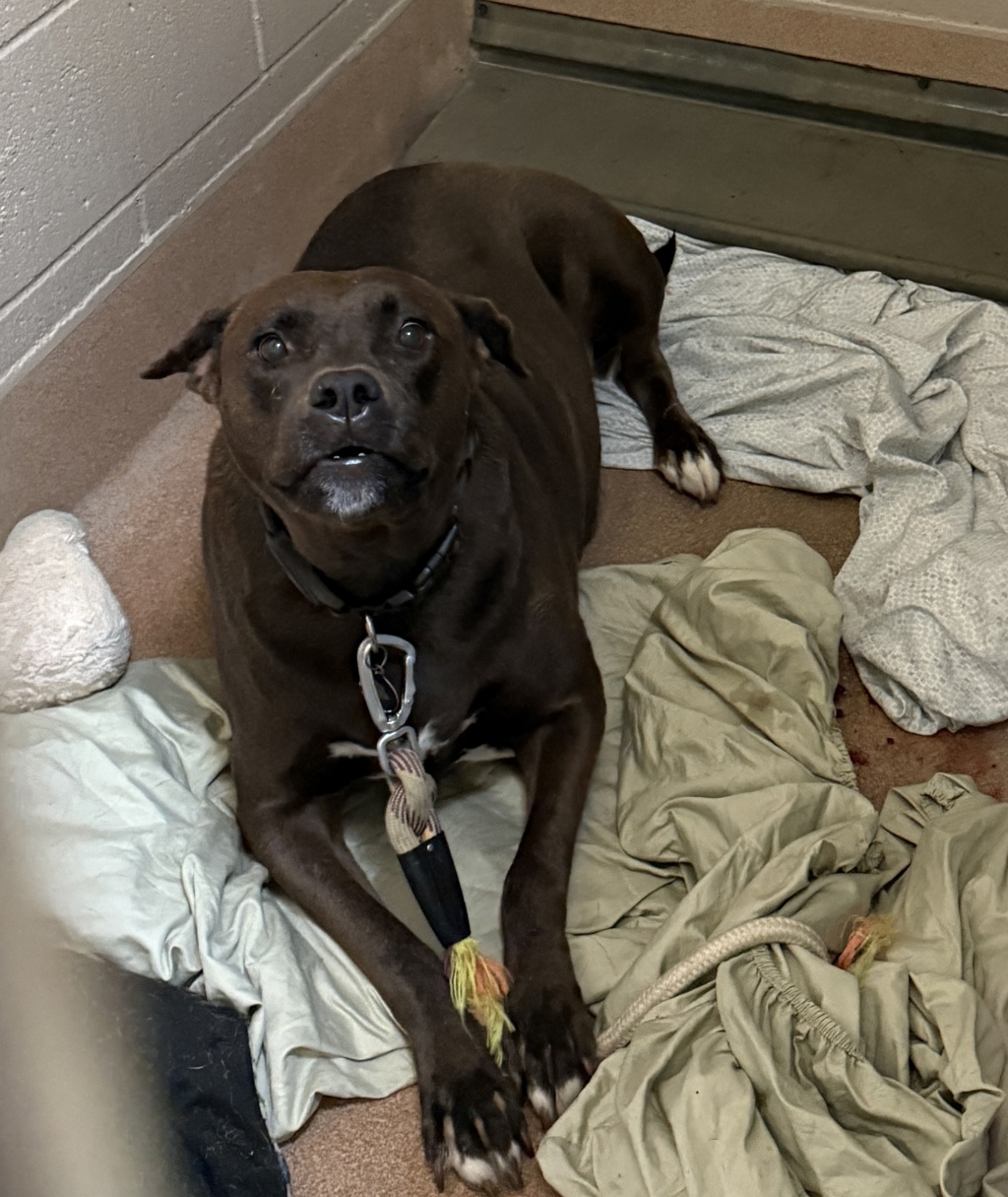 Shelter Stray Female Dog last seen Burnet Drive, Escondido, CA, 92027, 5500 Gaines St, San Diego, CA 92110, USA
