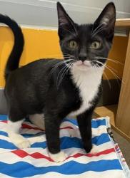 Shelter Stray Female Cat last seen Near Leon, San Diego, CA, 92154, 5500 Gaines St, San Diego, CA 92110, USA
