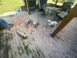 Reunited Female Dog last seen Nichole Lane, Rocky Mount, NC 27803