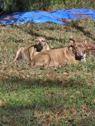 Reunited Female Dog last seen Woods just West of N Chaffee at Katheryn St..., Jacksonville, FL 32220