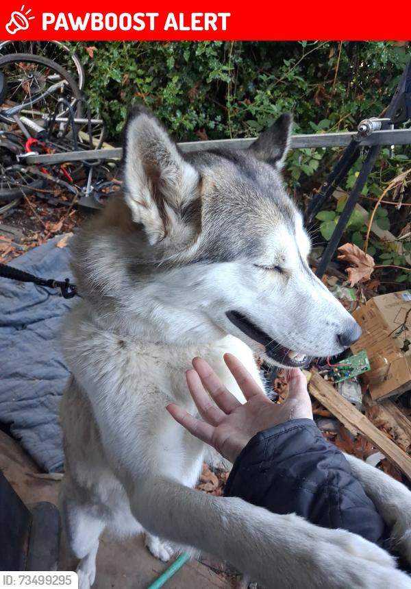 Lost Female Dog last seen Lake Forest Park, WA, Lake Forest Park, WA 98155