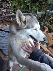 Lost Female Dog last seen Lake Forest Park, WA, Lake Forest Park, WA 98155