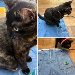 Reunited Female Cat last seen Highwood, Saint Paul, MN 55119