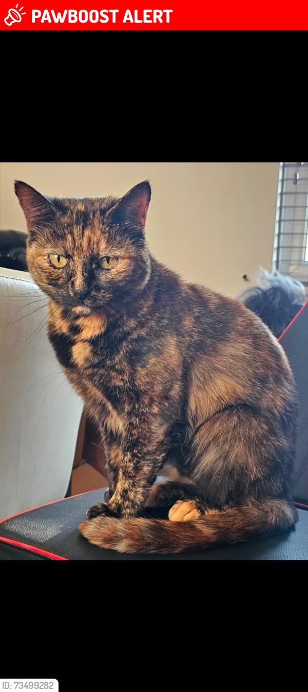 Lost Female Cat last seen Mill Lane, Wavertree, Liverpool, Merseyside, England 