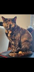 Lost Female Cat last seen Mill Lane, Wavertree, Liverpool, Merseyside, England 