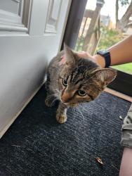Found/Stray Male Cat last seen West Toledo Library, Toledo, OH 43612