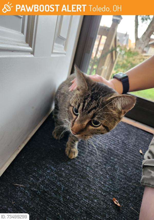 Found/Stray Male Cat last seen West Toledo Library, Toledo, OH 43612