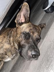 Found/Stray Male Dog last seen 7th Street and Bethany Home Road, Phoenix, AZ 85014