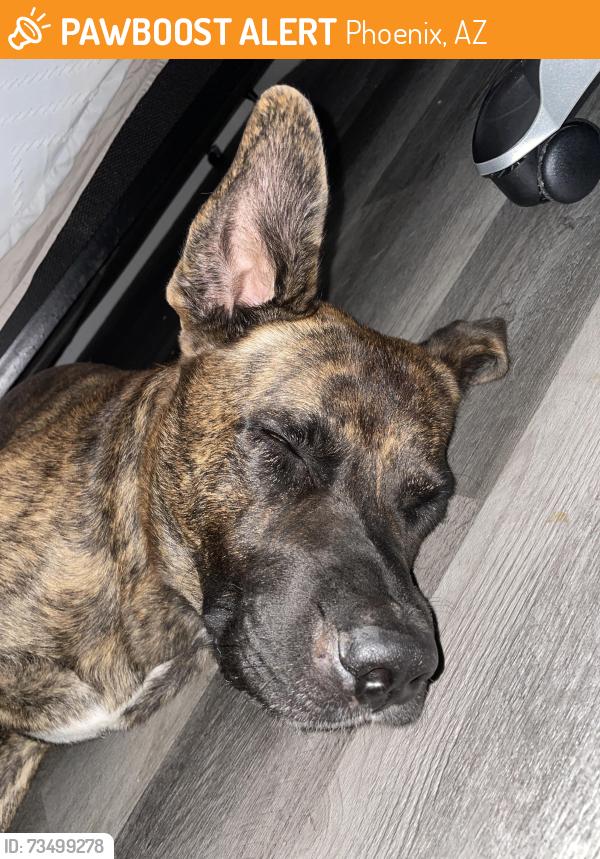 Found/Stray Male Dog last seen 7th Street and Bethany Home Road, Phoenix, AZ 85014
