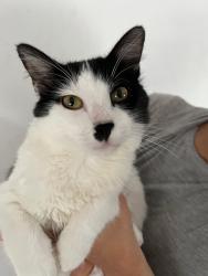 Reunited Male Cat last seen Creekbend Dr, Portal Drive,, Houston, TX 77071