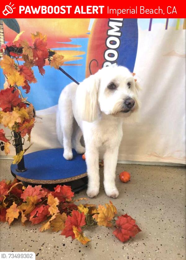 Lost Female Dog last seen Emory and Elm in Imperial Beach, Imperial Beach, CA 91932
