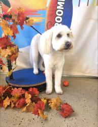 Lost Female Dog last seen Emory and Elm in Imperial Beach, Imperial Beach, CA 91932
