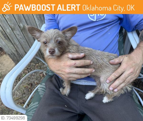 Found/Stray Female Dog last seen 40th and western, Oklahoma City, OK 73118