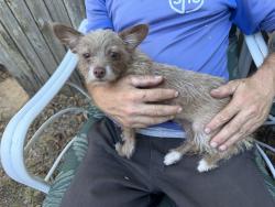 Found/Stray Female Dog last seen 40th and western, Oklahoma City, OK 73118