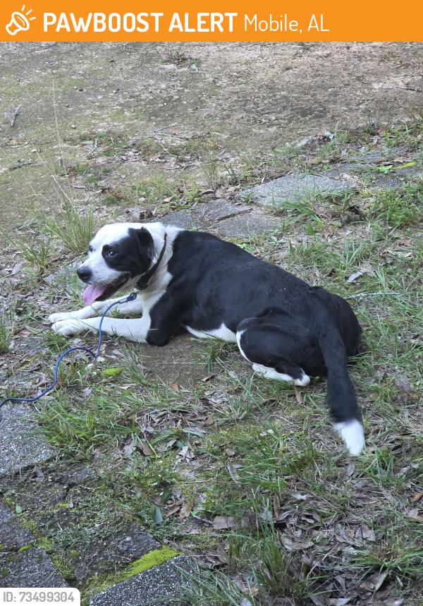 Found/Stray Male Dog last seen Devander Drive, Mobile, AL 36608