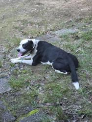 Found/Stray Male Dog last seen Devander Drive, Mobile, AL 36608