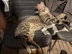 Lost Male Cat last seen Warnock and Ruscomb intersection, Philadelphia, PA 19141
